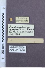 Etiketten zu Cardiophorus gagatinus (NHMW-ZOO-COL-0011434)